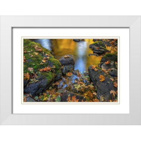 Washington State-Olympic National Forest Reflections of autumn in Rocky Creek  White Modern Wood Framed Art Print with Double Matting by Jaynes Gallery