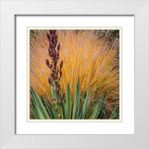 Yucca and Ornamental Grass in Fall-Washington-Lemolo  White Modern Wood Framed Art Print with Double Matting by Jaynes Gallery
