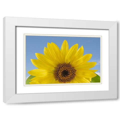 Sunny Sunflower  White Modern Wood Framed Art Print with Double Matting by Jaynes Gallery