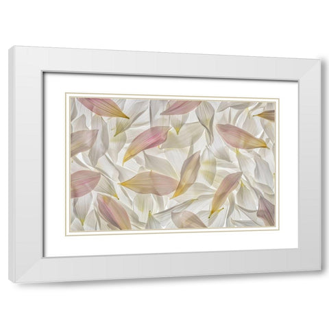 Dahlia Petals  White Modern Wood Framed Art Print with Double Matting by Jaynes Gallery