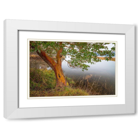 Washington State-Holly Madrone tree next to Hood Canal  White Modern Wood Framed Art Print with Double Matting by Jaynes Gallery