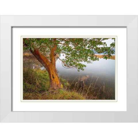 Washington State-Holly Madrone tree next to Hood Canal  White Modern Wood Framed Art Print with Double Matting by Jaynes Gallery