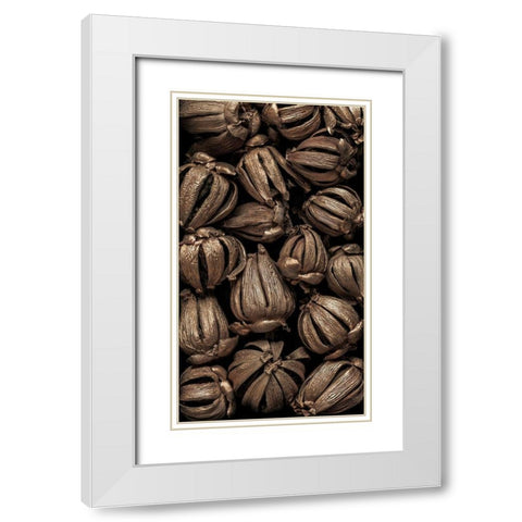 Washington State-Seabeck Hawaiian autograph tree seedpods  White Modern Wood Framed Art Print with Double Matting by Jaynes Gallery