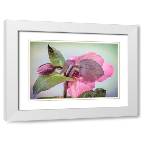 Washington State-Seabeck Hellebore blossom and bud  White Modern Wood Framed Art Print with Double Matting by Jaynes Gallery