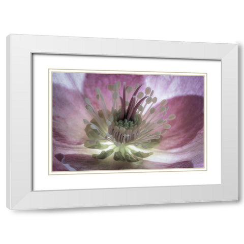 Washington State-Seabeck Hellebore blossom close-up  White Modern Wood Framed Art Print with Double Matting by Jaynes Gallery