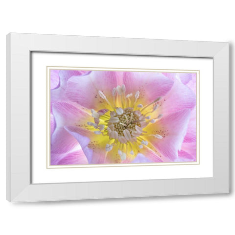 Washington State-Seabeck Hellebore blossom close-up White Modern Wood Framed Art Print with Double Matting by Jaynes Gallery