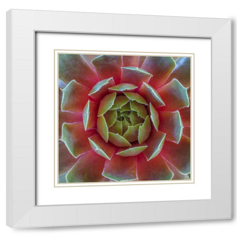 Washington State-Seabeck Close-up of sempervivum ruby heart plant White Modern Wood Framed Art Print with Double Matting by Jaynes Gallery