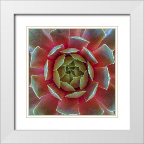 Washington State-Seabeck Close-up of sempervivum ruby heart plant White Modern Wood Framed Art Print with Double Matting by Jaynes Gallery
