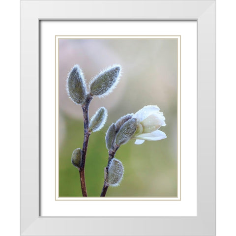 Washington State-Seabeck Magnolia blossom opening from bud White Modern Wood Framed Art Print with Double Matting by Jaynes Gallery