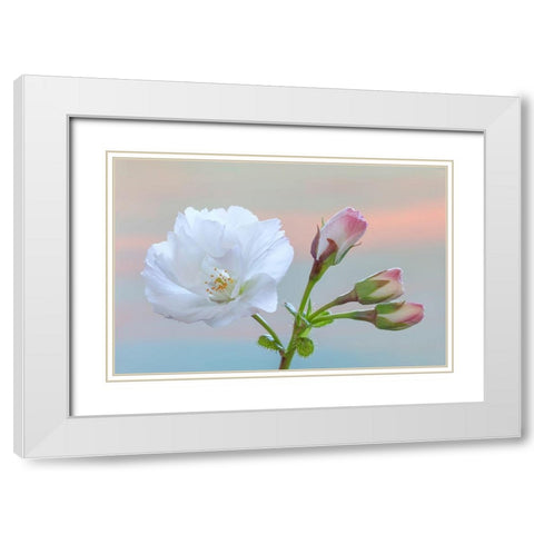 Washington State-Seabeck Flowering cherry blossom and buds White Modern Wood Framed Art Print with Double Matting by Jaynes Gallery