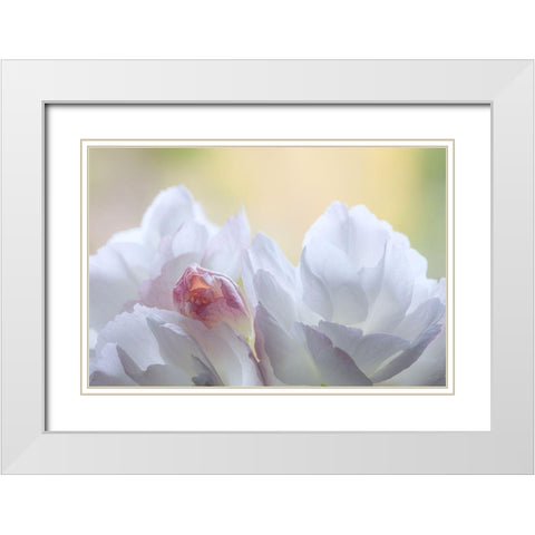 Washington State-Seabeck Flowering cherry blossoms White Modern Wood Framed Art Print with Double Matting by Jaynes Gallery