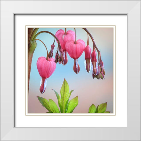 Washington State-Seabeck Bleeding heart blossoms close-up White Modern Wood Framed Art Print with Double Matting by Jaynes Gallery