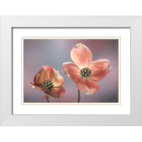 Washington State-Seabeck Close-up of dogwood blossoms White Modern Wood Framed Art Print with Double Matting by Jaynes Gallery
