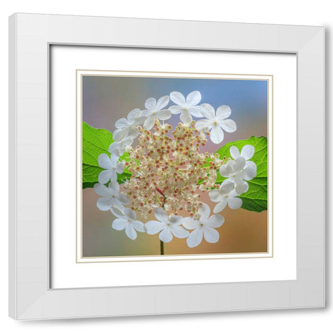 USA-Washington State-Silverdale Highbush cranberry viburnum flowers close-up White Modern Wood Framed Art Print with Double Matting by Jaynes Gallery