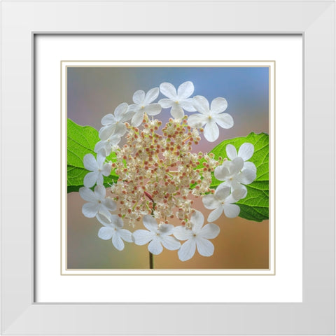 USA-Washington State-Silverdale Highbush cranberry viburnum flowers close-up White Modern Wood Framed Art Print with Double Matting by Jaynes Gallery