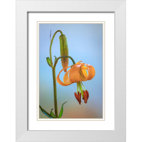 USA-Washington-Dewatto Tiger lily flower close-up White Modern Wood Framed Art Print with Double Matting by Jaynes Gallery