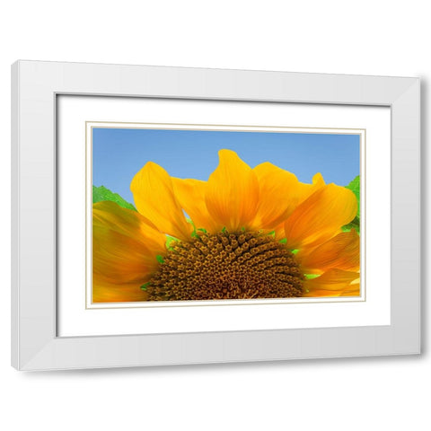 USA-Washington State-Seabeck Sunflower blossom close-up White Modern Wood Framed Art Print with Double Matting by Jaynes Gallery