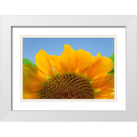 USA-Washington State-Seabeck Sunflower blossom close-up White Modern Wood Framed Art Print with Double Matting by Jaynes Gallery