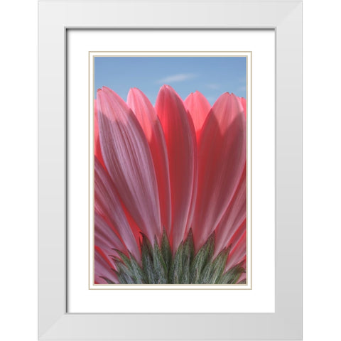 USA-Washington State-Seabeck Underside close-up of a gerbera daisy White Modern Wood Framed Art Print with Double Matting by Jaynes Gallery