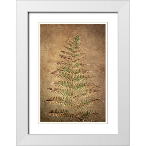 USA-Washington State-Seabeck Close-up of bracken fern pattern White Modern Wood Framed Art Print with Double Matting by Jaynes Gallery