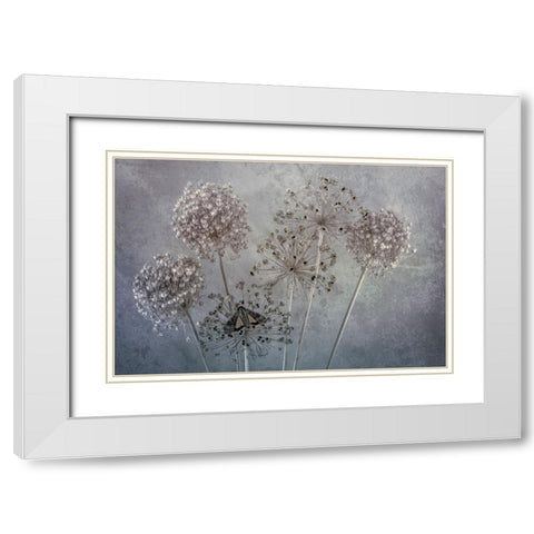 USA-Washington State-Seabeck Underwing butterfly on allium seed heads White Modern Wood Framed Art Print with Double Matting by Jaynes Gallery
