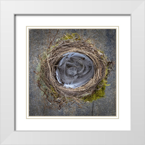 USA-Washington State-Seabeck Close-up of bird nest padded with feathers White Modern Wood Framed Art Print with Double Matting by Jaynes Gallery