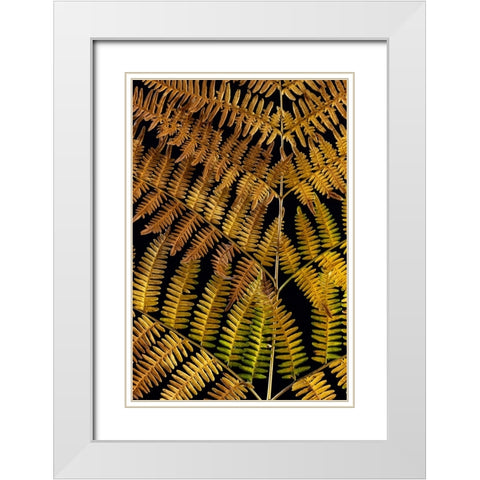 USA-Washington State-Seabeck Close-up of bracken fern pattern White Modern Wood Framed Art Print with Double Matting by Jaynes Gallery