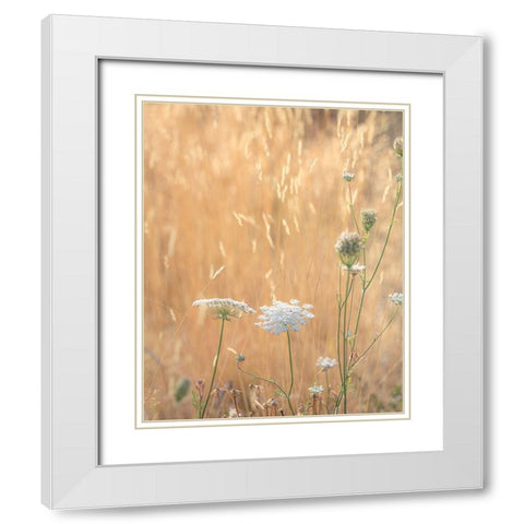 USA-Washington State-Dewatto Queen Annes lace in summer and dried grasses White Modern Wood Framed Art Print with Double Matting by Jaynes Gallery