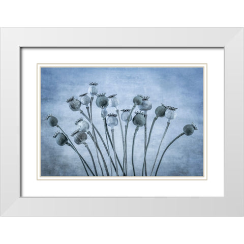 USA-Washington State-Seabeck Poppies gone to seed White Modern Wood Framed Art Print with Double Matting by Jaynes Gallery