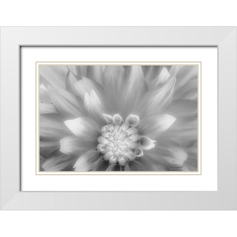 USA-Washington State-Seabeck Dahlia close-up in black and white White Modern Wood Framed Art Print with Double Matting by Jaynes Gallery