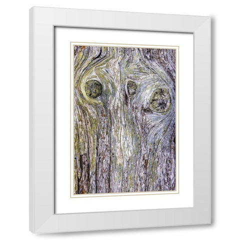 USA-Washington State-Fort Flagler State Park Weathered driftwood close-up White Modern Wood Framed Art Print with Double Matting by Jaynes Gallery