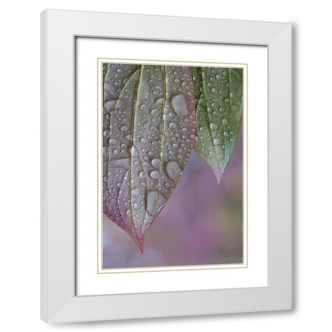 USA-Washington State-Seabeck Raindrops on peony leaves White Modern Wood Framed Art Print with Double Matting by Jaynes Gallery