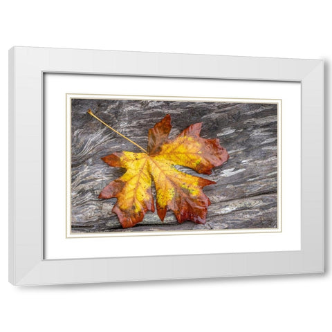 USA-Washington State-Seabeck Bigleaf maple leaf on driftwood White Modern Wood Framed Art Print with Double Matting by Jaynes Gallery