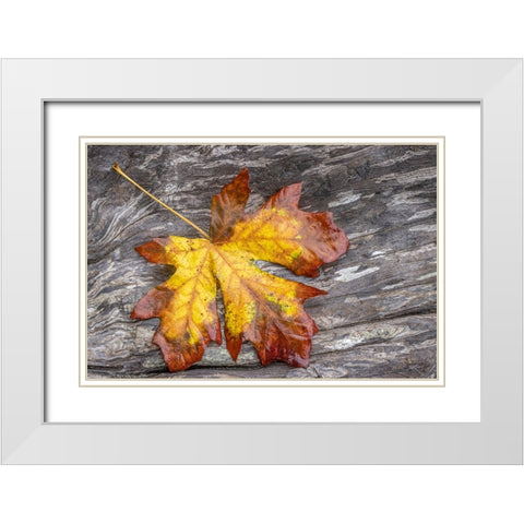USA-Washington State-Seabeck Bigleaf maple leaf on driftwood White Modern Wood Framed Art Print with Double Matting by Jaynes Gallery