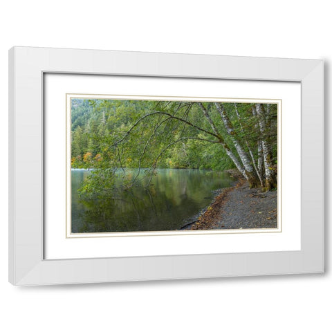 USA-Washington State-Olympic National Park Alder trees overhanging Lake Crescent shore White Modern Wood Framed Art Print with Double Matting by Jaynes Gallery