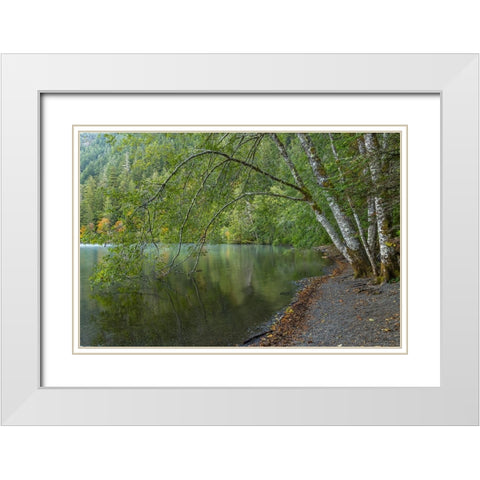 USA-Washington State-Olympic National Park Alder trees overhanging Lake Crescent shore White Modern Wood Framed Art Print with Double Matting by Jaynes Gallery