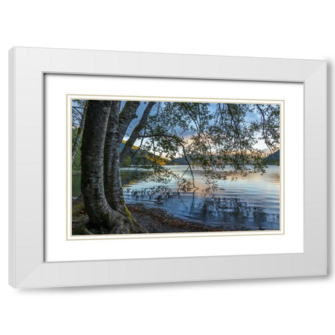 USA-Washington State-Olympic National Park Alder trees overhanging Lake Crescent shore White Modern Wood Framed Art Print with Double Matting by Jaynes Gallery