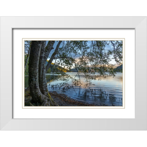 USA-Washington State-Olympic National Park Alder trees overhanging Lake Crescent shore White Modern Wood Framed Art Print with Double Matting by Jaynes Gallery
