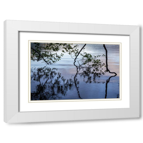 USA-Washington State-Olympic National Park Alder tree overhanging Lake Crescent shore White Modern Wood Framed Art Print with Double Matting by Jaynes Gallery