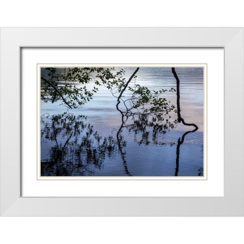 USA-Washington State-Olympic National Park Alder tree overhanging Lake Crescent shore White Modern Wood Framed Art Print with Double Matting by Jaynes Gallery