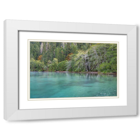 USA-Washington State-Olympic National Park Alder trees overhanging Lake Crescent shore White Modern Wood Framed Art Print with Double Matting by Jaynes Gallery