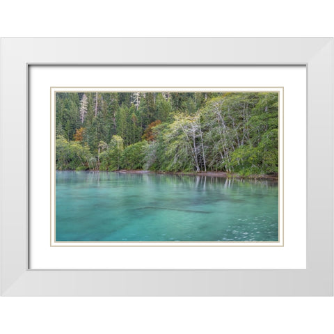 USA-Washington State-Olympic National Park Alder trees overhanging Lake Crescent shore White Modern Wood Framed Art Print with Double Matting by Jaynes Gallery