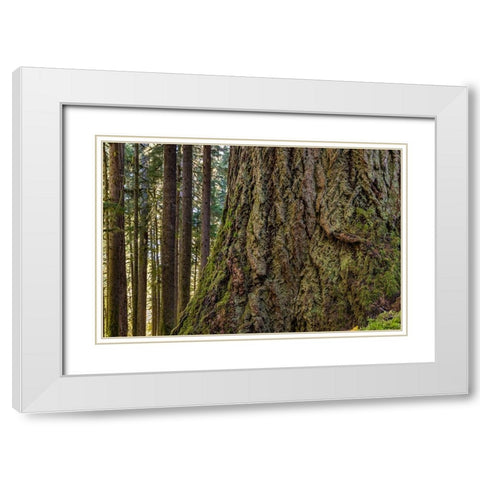 USA-Washington State-Olympic National Park Close-up of trunk of old growth Douglas fir tree White Modern Wood Framed Art Print with Double Matting by Jaynes Gallery