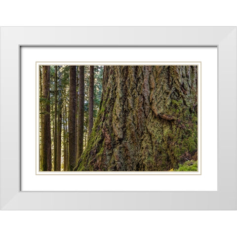 USA-Washington State-Olympic National Park Close-up of trunk of old growth Douglas fir tree White Modern Wood Framed Art Print with Double Matting by Jaynes Gallery