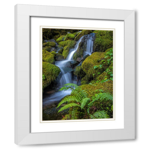 USA-Washington State-Olympic National Park Cedar Creek cascades through moss- covered boulders White Modern Wood Framed Art Print with Double Matting by Jaynes Gallery