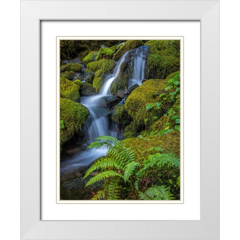 USA-Washington State-Olympic National Park Cedar Creek cascades through moss- covered boulders White Modern Wood Framed Art Print with Double Matting by Jaynes Gallery