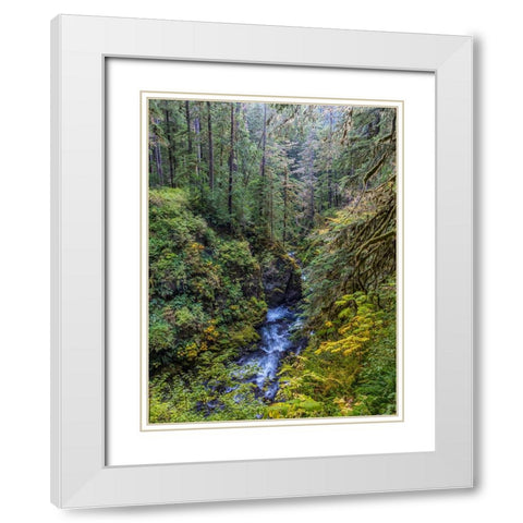 USA-Washington State-Olympic National Park The Sol Duc River runs through forest White Modern Wood Framed Art Print with Double Matting by Jaynes Gallery