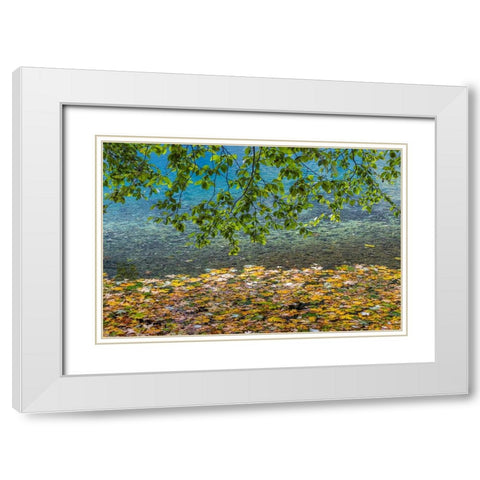 USA-Washington State-Olympic National Park Alder tree branches White Modern Wood Framed Art Print with Double Matting by Jaynes Gallery