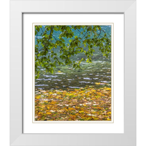 USA-Washington State-Olympic National Park Alder tree branches White Modern Wood Framed Art Print with Double Matting by Jaynes Gallery