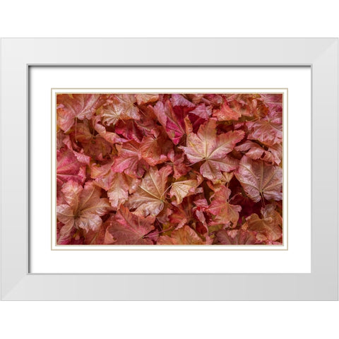 USA-Washington State-Seabeck Vine maple leaves in autumn White Modern Wood Framed Art Print with Double Matting by Jaynes Gallery